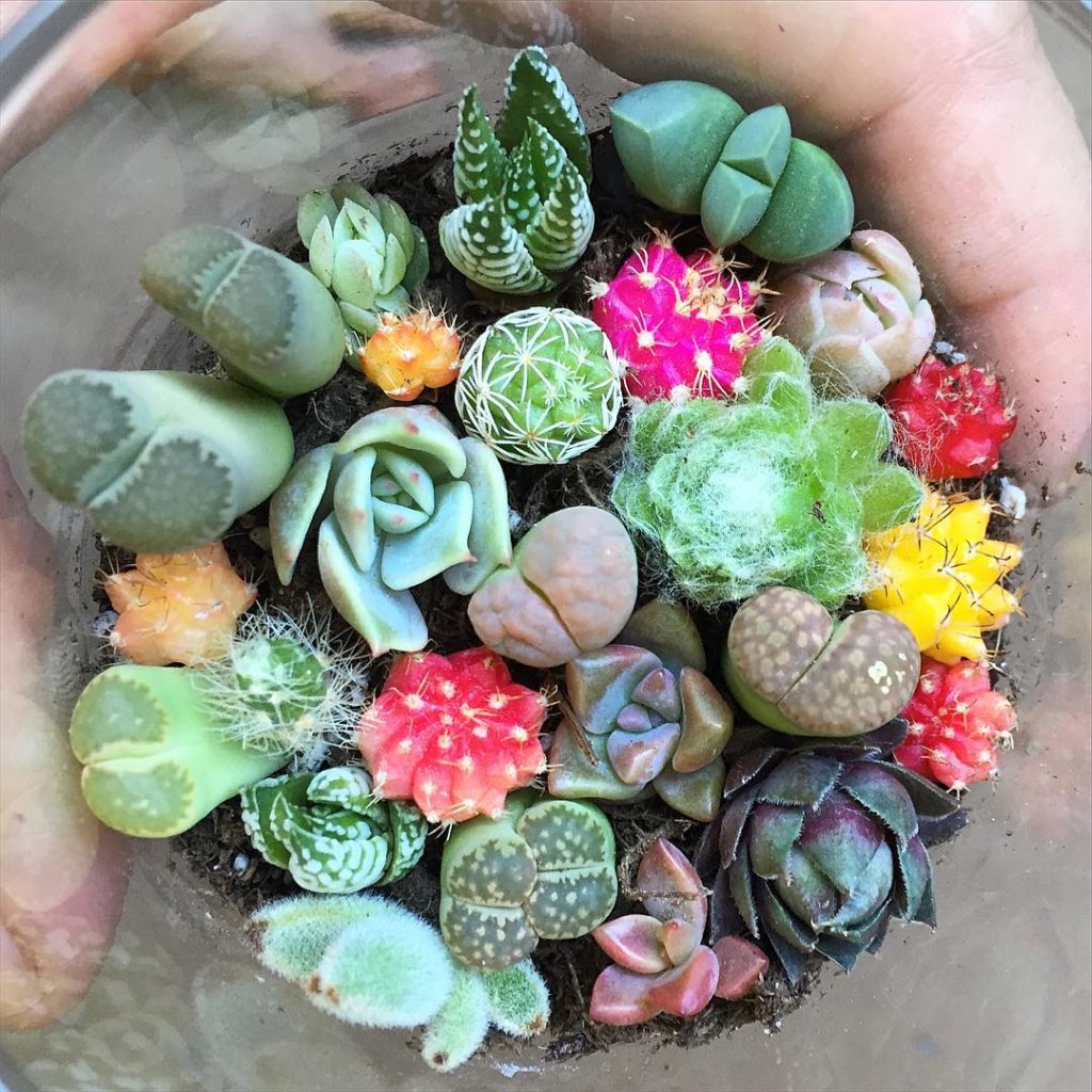 @fairyblooms: Baby lithops baby cactus baby succies putting together #handouts for my #friend…