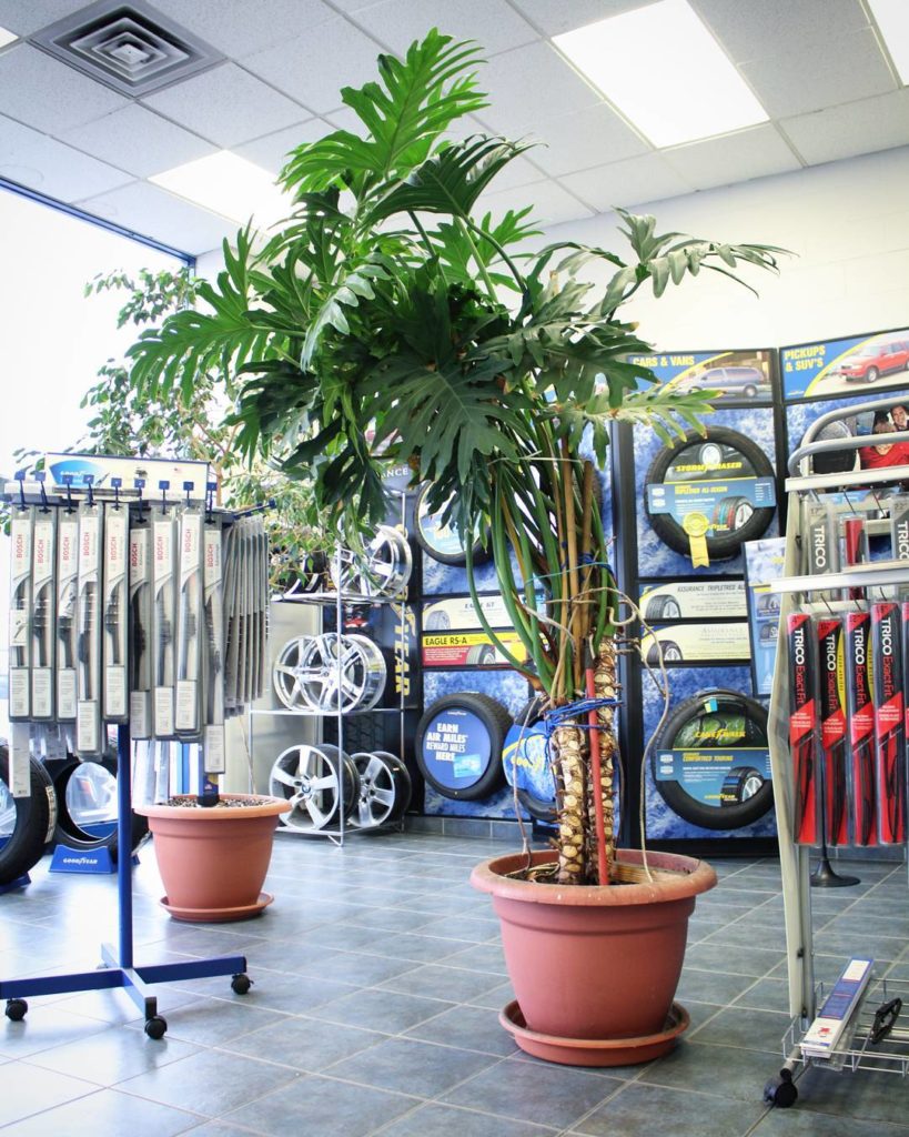 @houseplantjournal: Check out my mechanic’s mature philodendron selloum (there’s also a ficus benjam…