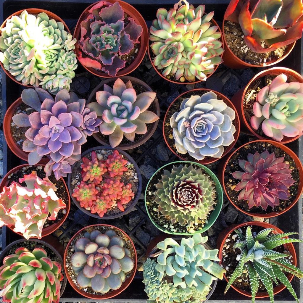 @fairyblooms: #succulentobsession #suckerforsucculents #succulentsonly #frontdoorwreath #wed…