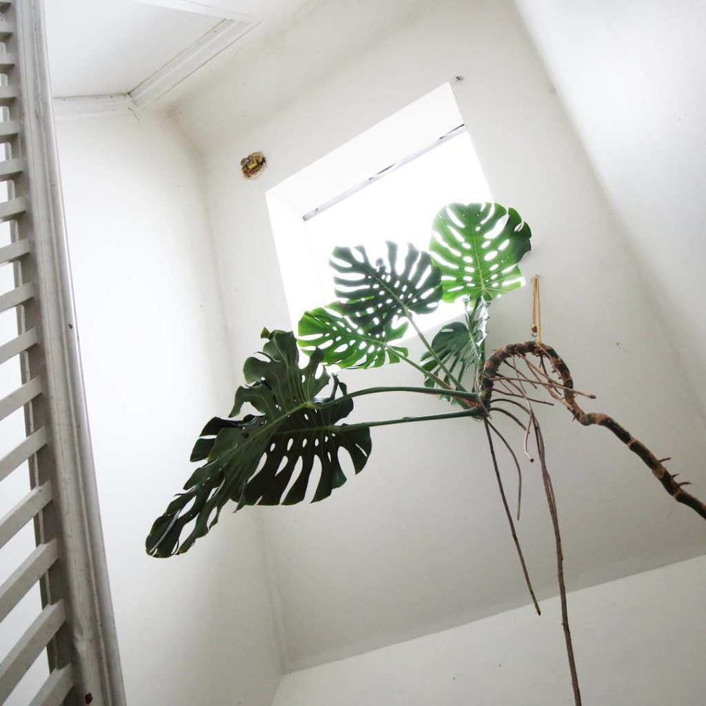 @houseplantjournal: (2/2) Nikhil’s monstera deliciosa loves the skylight! I’m pretty much determined…