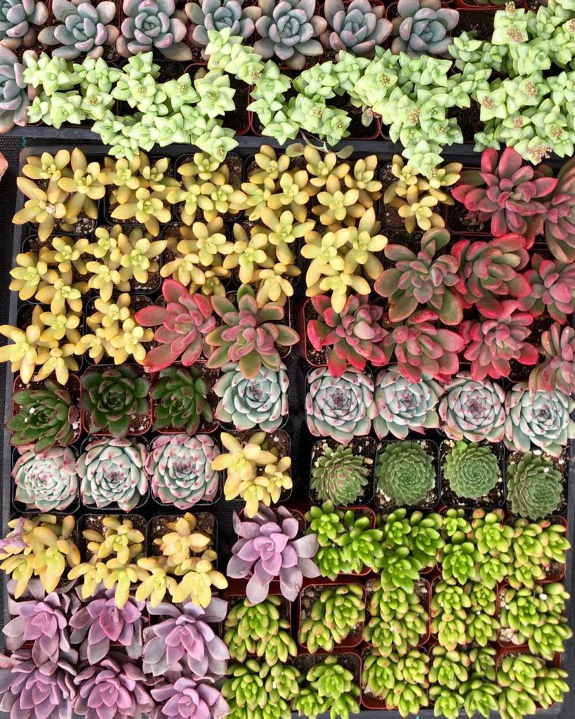 @fairyblooms: #succulentobsession #suckerforsucculents #succulentsonly #frontdoorwreath #wed…