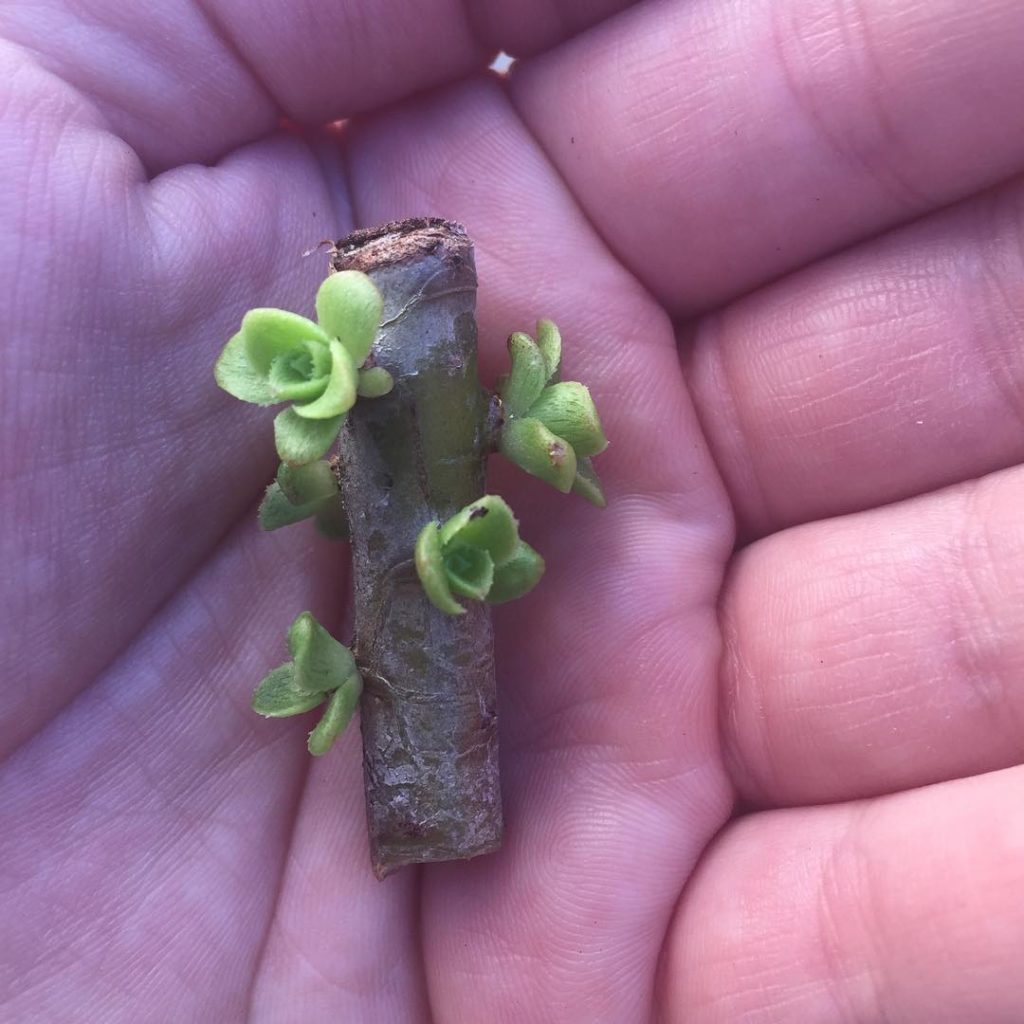 @fairyblooms: Succulents are incredible. I can’t believe my eyes they are survivors. #succule…