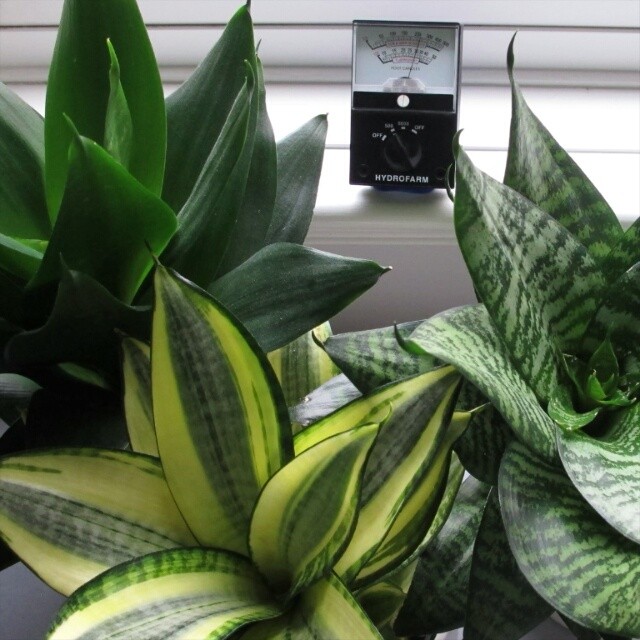 @houseplantjournal: Taken 9am to 5pm. Unlike calatheas, these snake plants hardly move during the da…