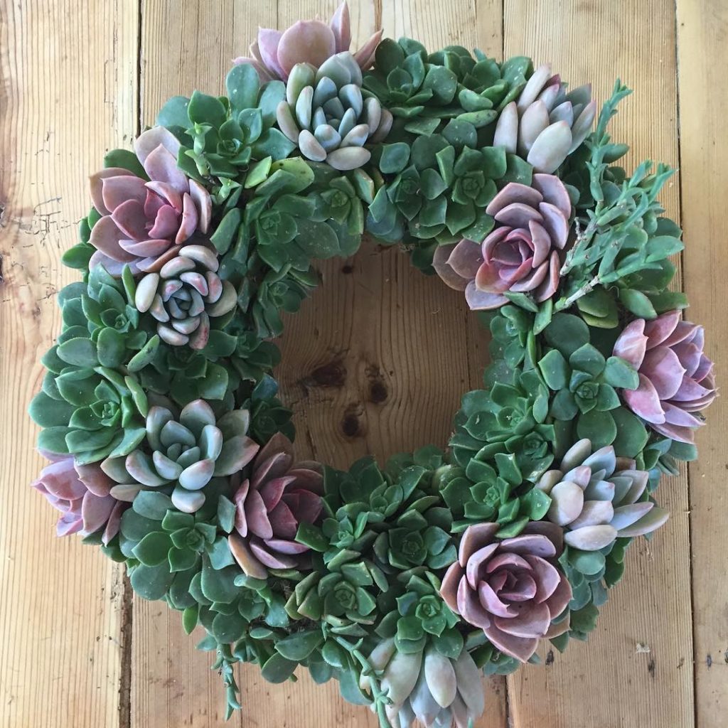 @fairyblooms: #succulentobsession #suckerforsucculents #succulentsonly #frontdoorwreath #wed…