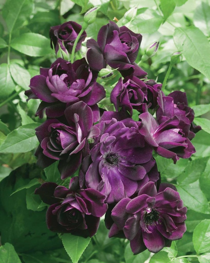 @gardendesignmag: This Saturday, 2/6, check out these FREE classes at @armstronggarden:
Rose Sele…