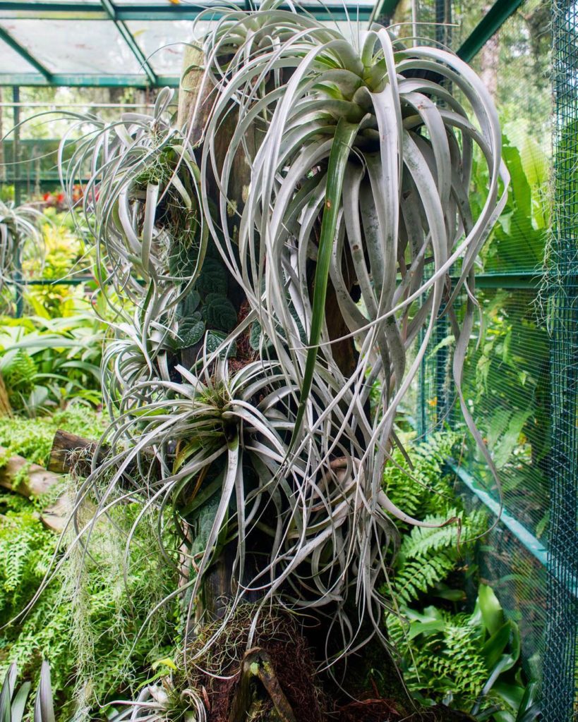 @thehorticult: More tropical inspiration especially for our East Coast friends who are enduring…