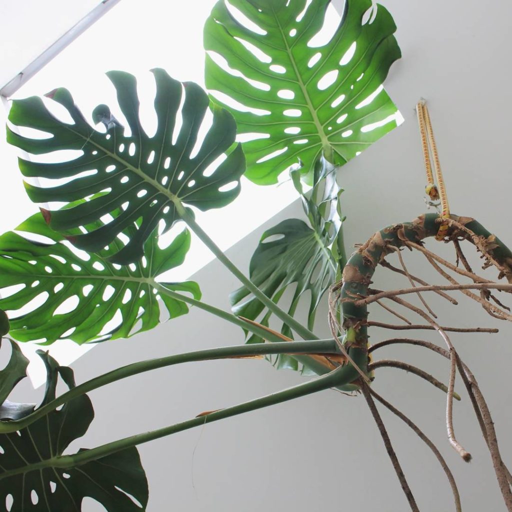 @houseplantjournal: One day, my coworker, Nikhil, who sits right across from me, mentioned that he a…