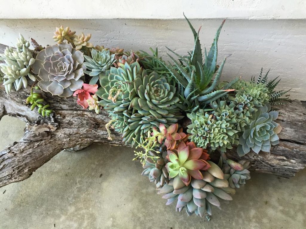 @fairyblooms: This guy is very sentimental to me, my husband hollowed it out for me while we w…