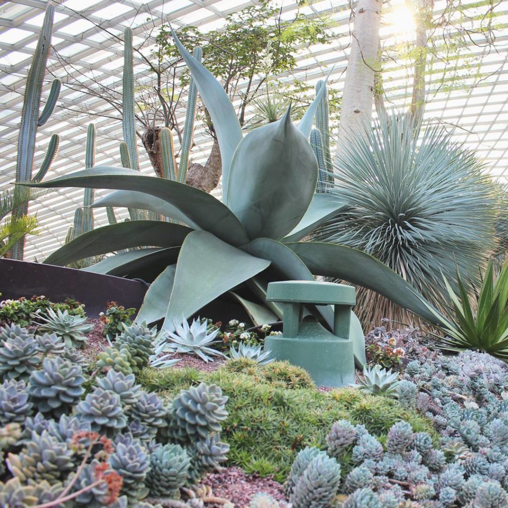 @houseplantjournal: @ktandbiddy – as promised, here are a few tips and visual appetizers for plant-r…