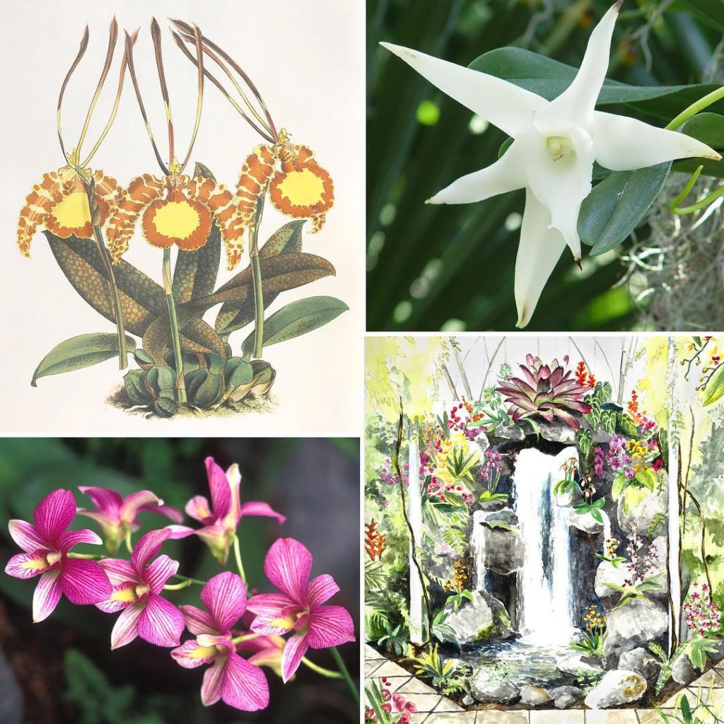 @thehorticult: Calling all orchid lovers!  @nybg’s annual orchid show opens this weekend. New o…