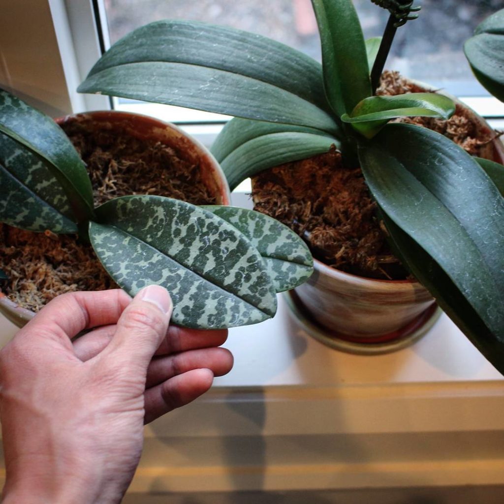 @houseplantjournal: My friends also have several orchids sitting on a north facing window sill. They…