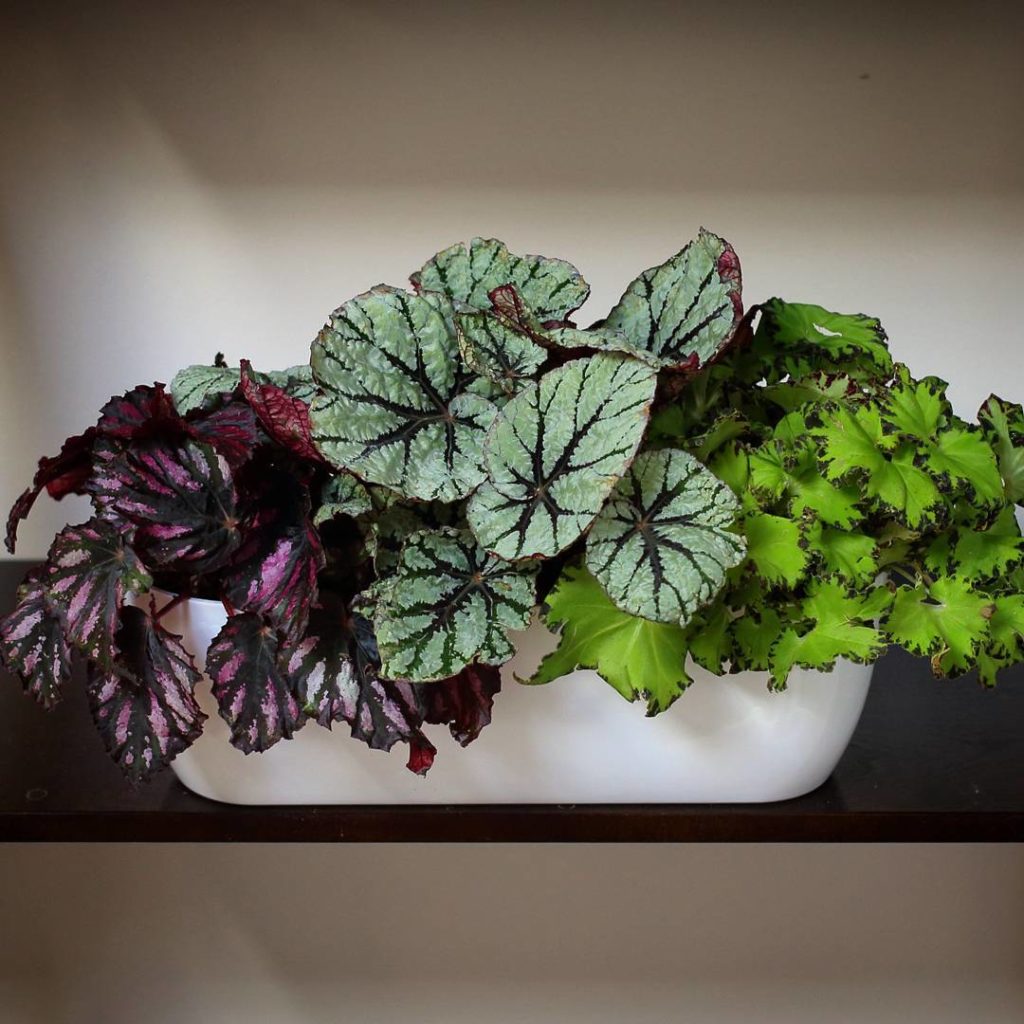 @houseplantjournal: I’ll have the begonia rex party tray, please! 
Begonia rex (or Rex begonia) has …