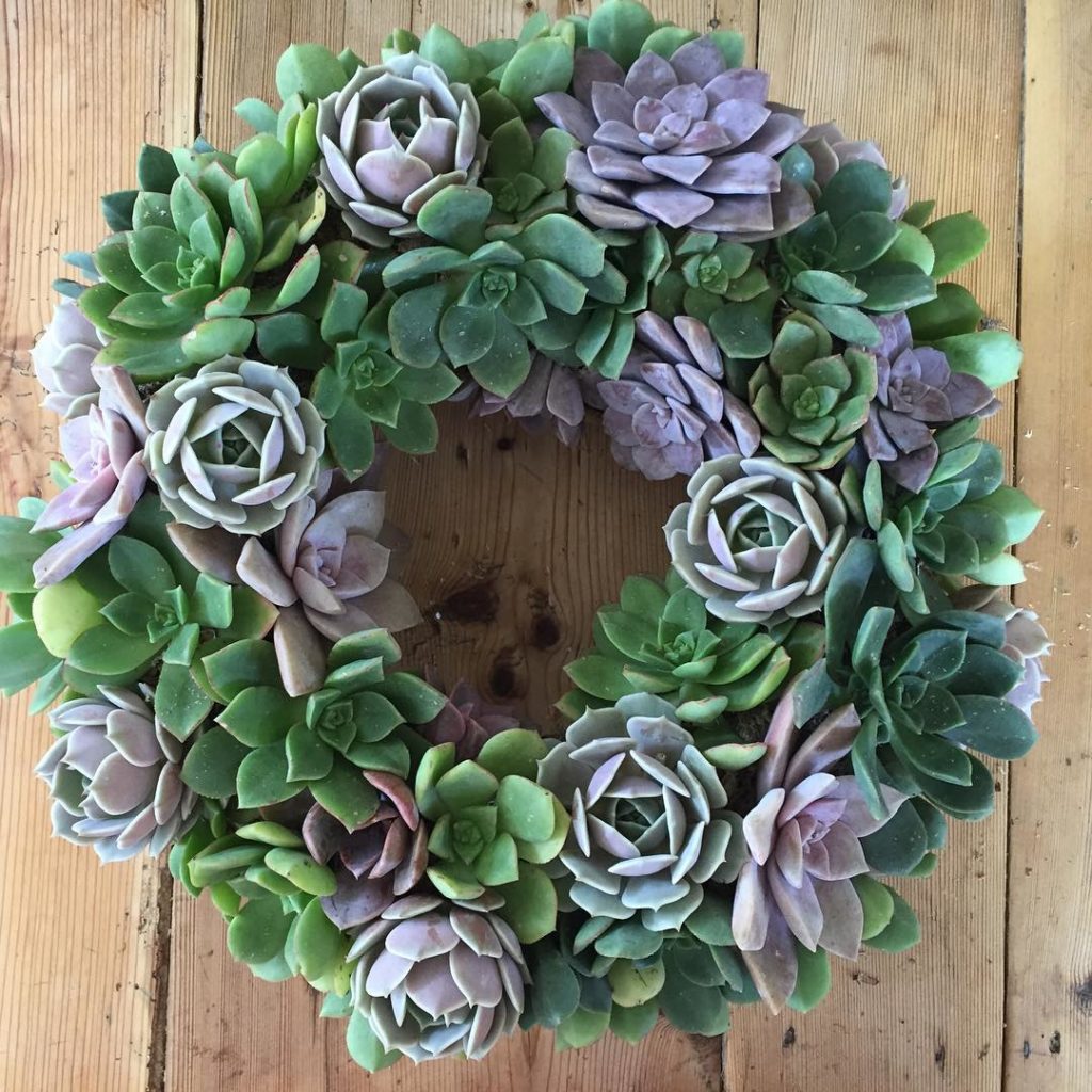 @fairyblooms: Shades of lavender #succulentobsession #suckerforsucculents #succulentsonly #f…