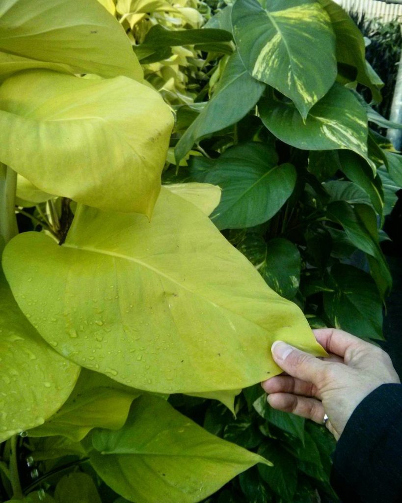 @houseplantjournal: Nice to meet you, mature Pothos ‘Neon’! It’s cool how the leaves get progressive…