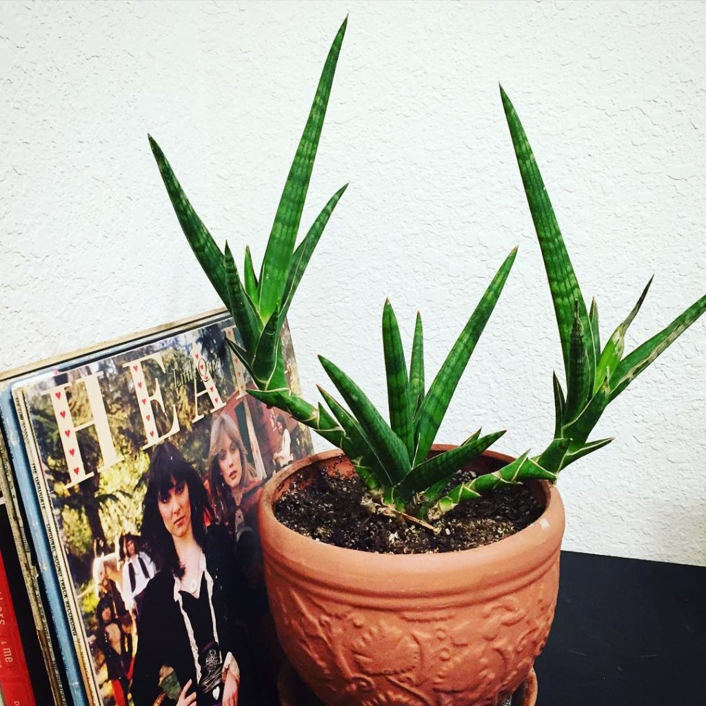 @thehorticult: Our Sansevieria cylindrica has got some major rock ‘n’ roll cred 🤘🤘 We picked up…