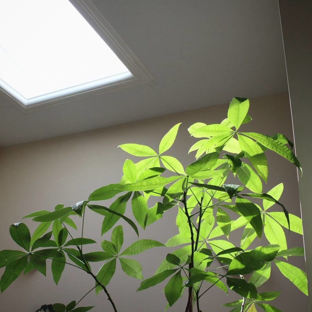 @houseplantjournal: (1/3) As we approach spring, the sun gets high enough to shine in through my ups…