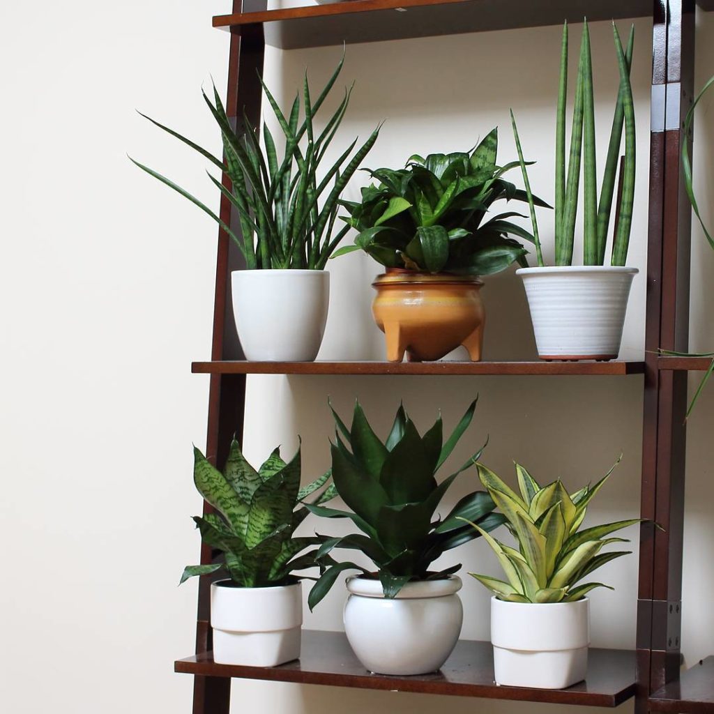 @houseplantjournal: I had to move the snake plants from my windowsill to do a time lapse, which resu…