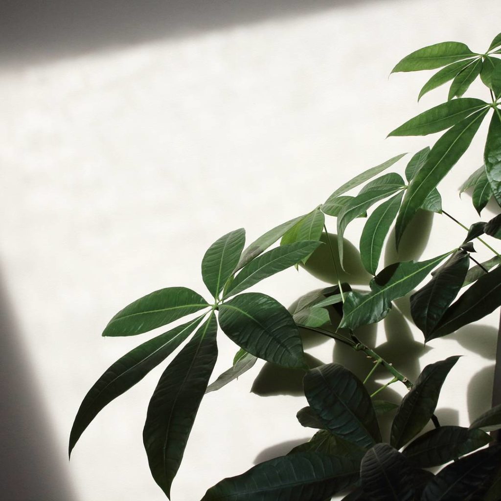 @houseplantjournal: (3/3) …I also spotted some webs between the leaves. Whenever you have direct s…