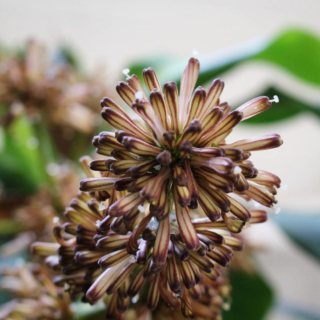 @houseplantjournal: (2/2) Close-up of the unopened (or already opened) dracaena fragans flower. This…