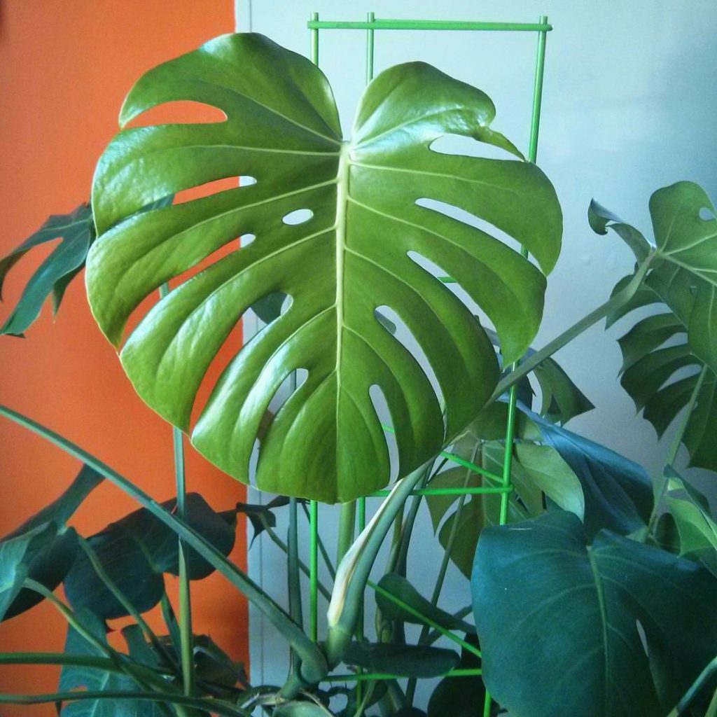 @houseplantjournal: (2/2) …and here’s the latest monstera leaf to fully unfurl – I posted a of it …