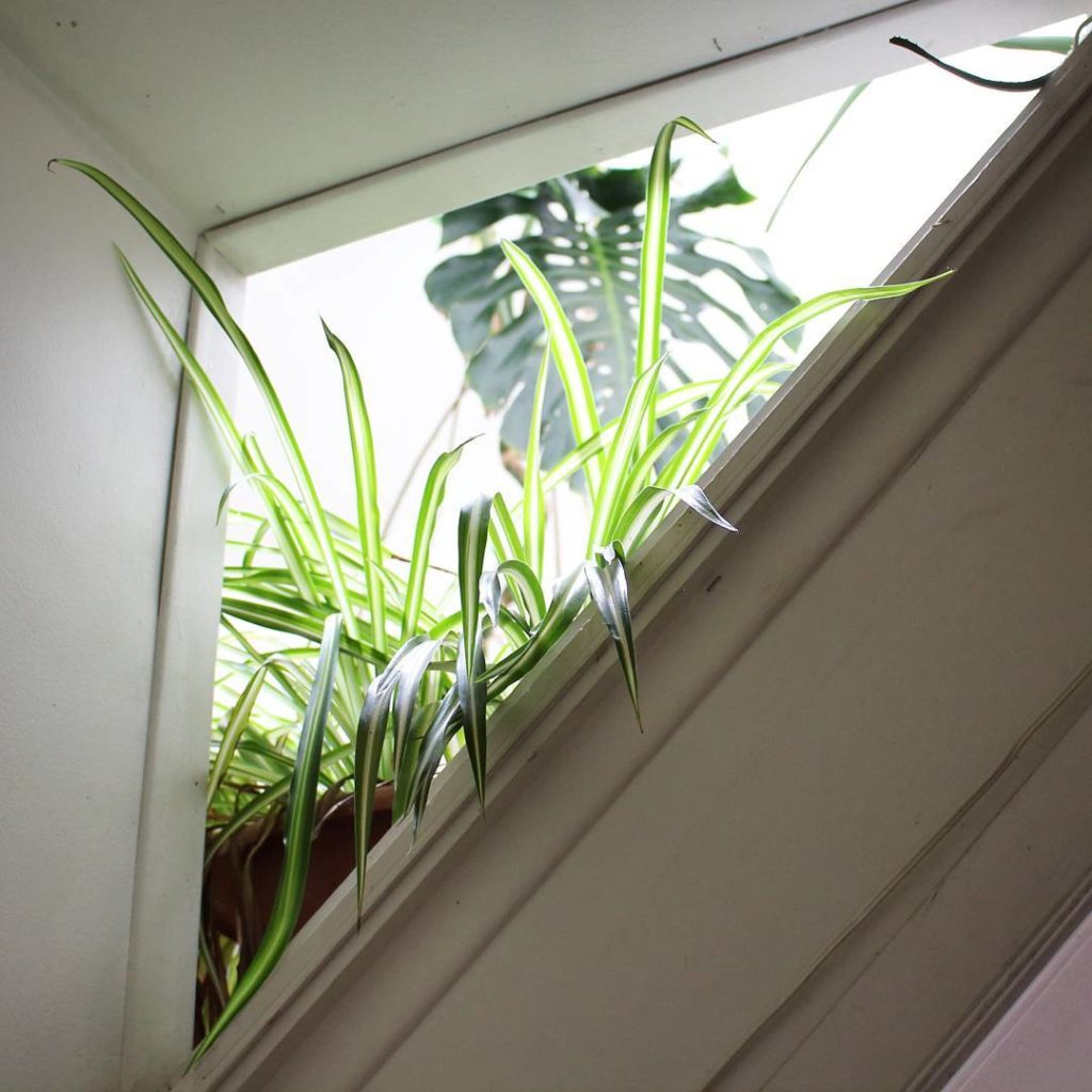 @houseplantjournal: (1/2) upon entering my friend, Nikhil’s home, the opening between the upper stai…