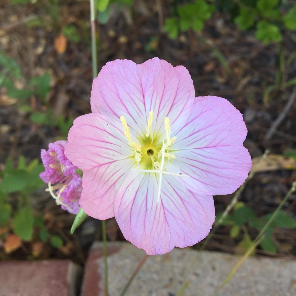 @gardendesignmag: Happy flower Friday  Hope you don’t get fooled today! #aprilfools #flower #friya…