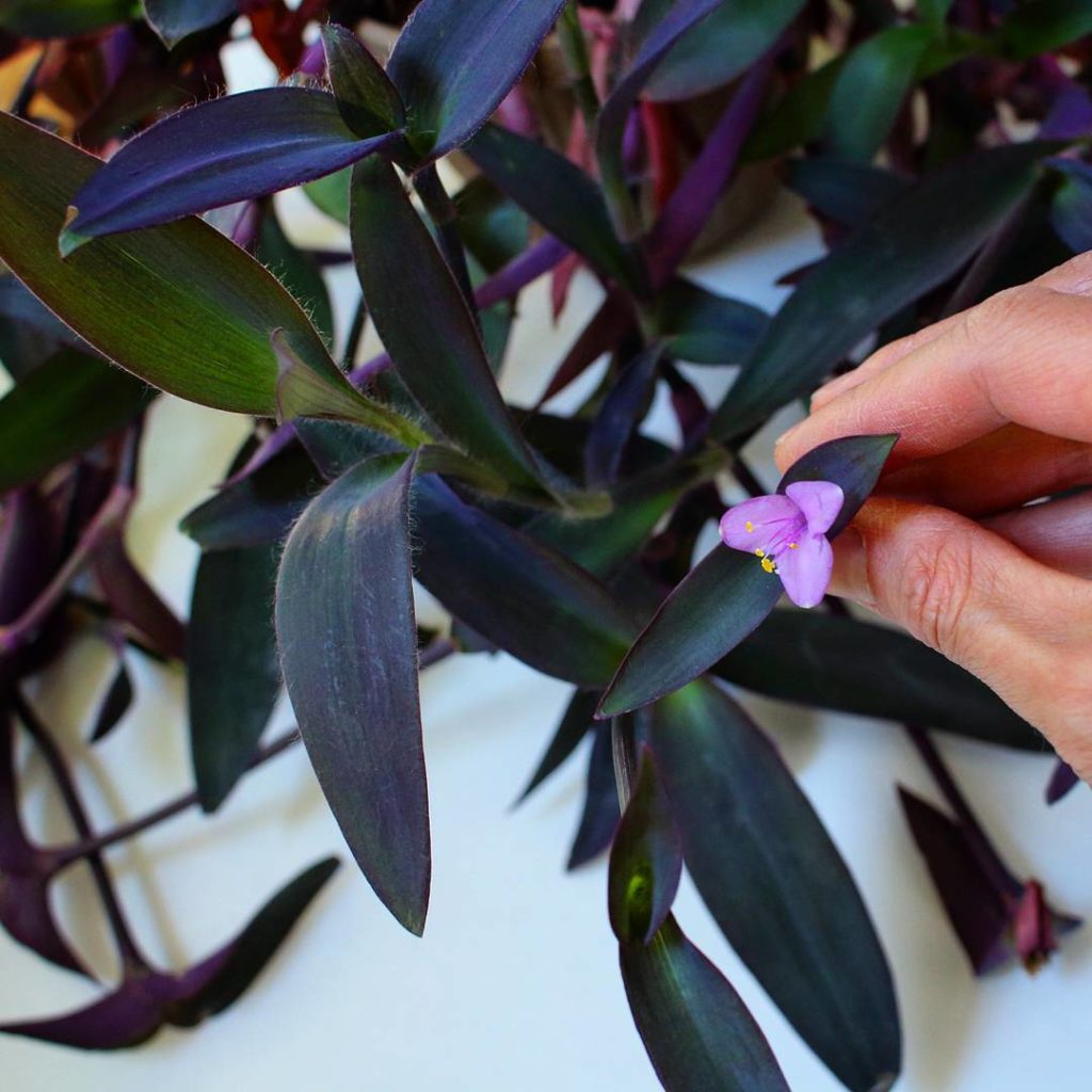@houseplantjournal: A recent purchase: purple heart plant. I love the deep purple leaves – little pi…