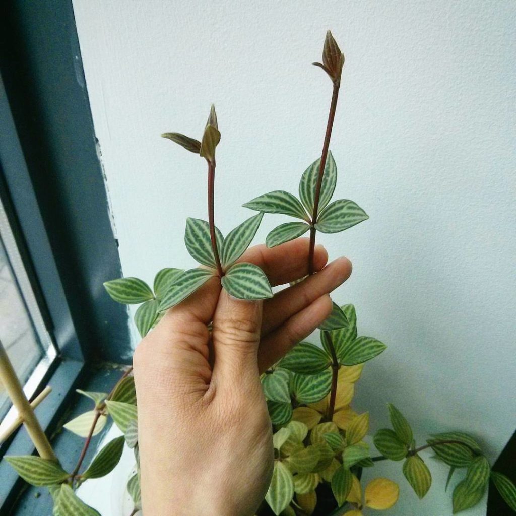 @houseplantjournal: Peperomia puteolata growth progress. FAQ: this plant sits in a busy office kitch…