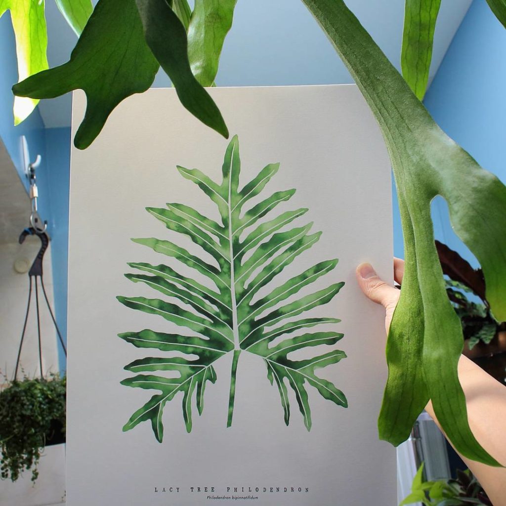 @houseplantjournal: You’ve seen it in pictures but there’s nothing quite like holding it in your han…