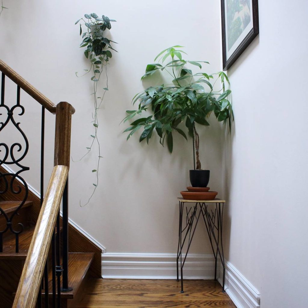@houseplantjournal: The lower landing of the stairway is home to my money tree – one of my first pla…