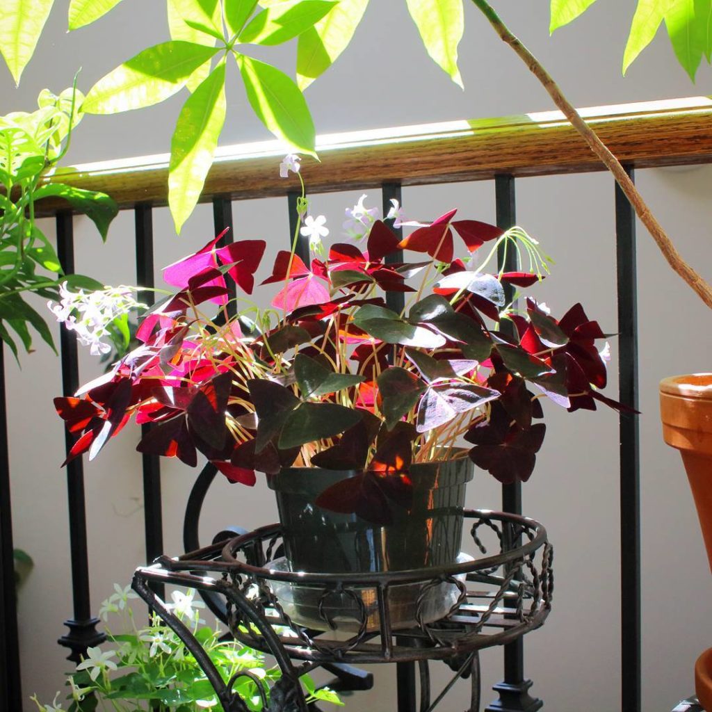 @houseplantjournal: This is the “happy hour” of direct sun – I’ll have to Google whether oxalis tria…