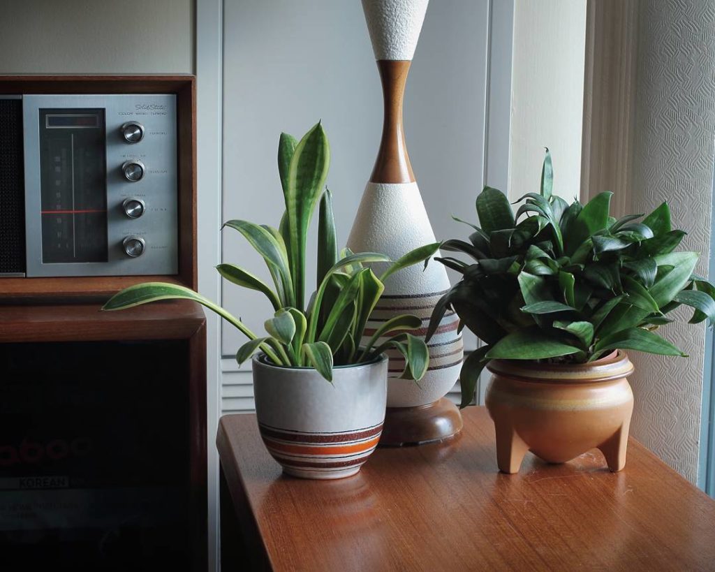 @houseplantjournal: Although everything in this photo says 1970’s, I assure you it was taken in 2016…
