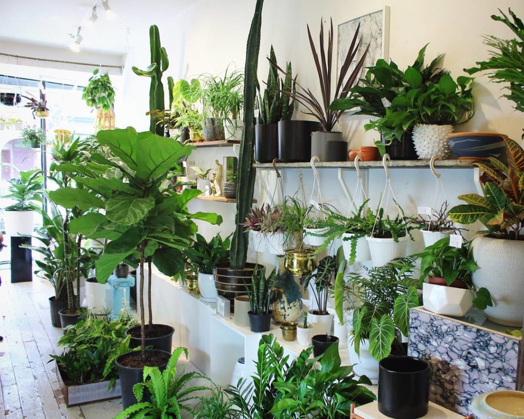 @houseplantjournal: I’m excited to meet some of you this Sunday at Grow Op (link in profile). If you…