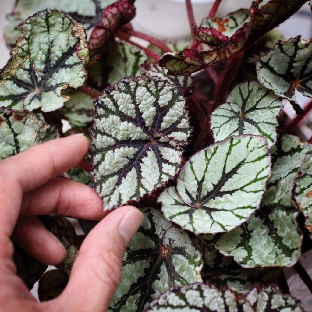 @houseplantjournal: Plant Rant: observing leaf maturity – currently, these two leaves are about the …
