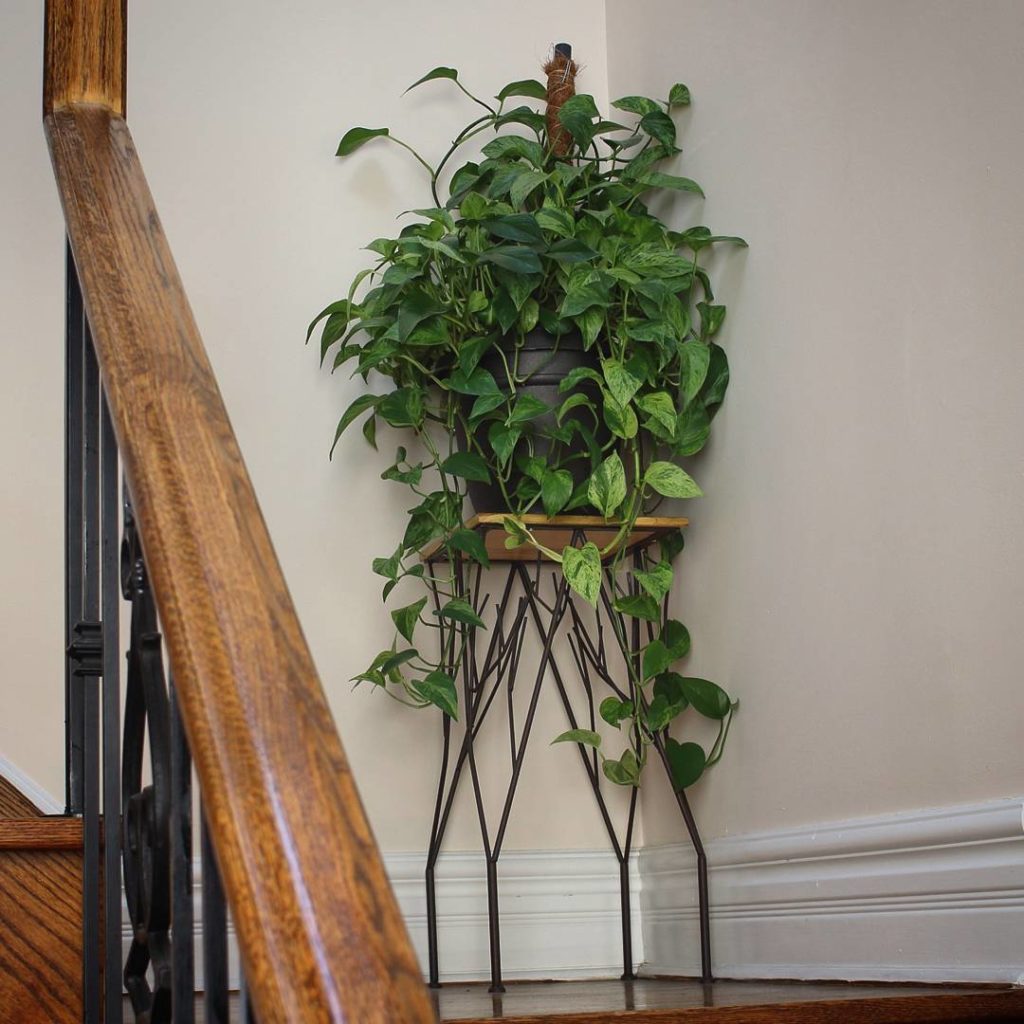 @houseplantjournal: This pothos ‘marble queen’ is the only survivor of the great thrips invasion of …