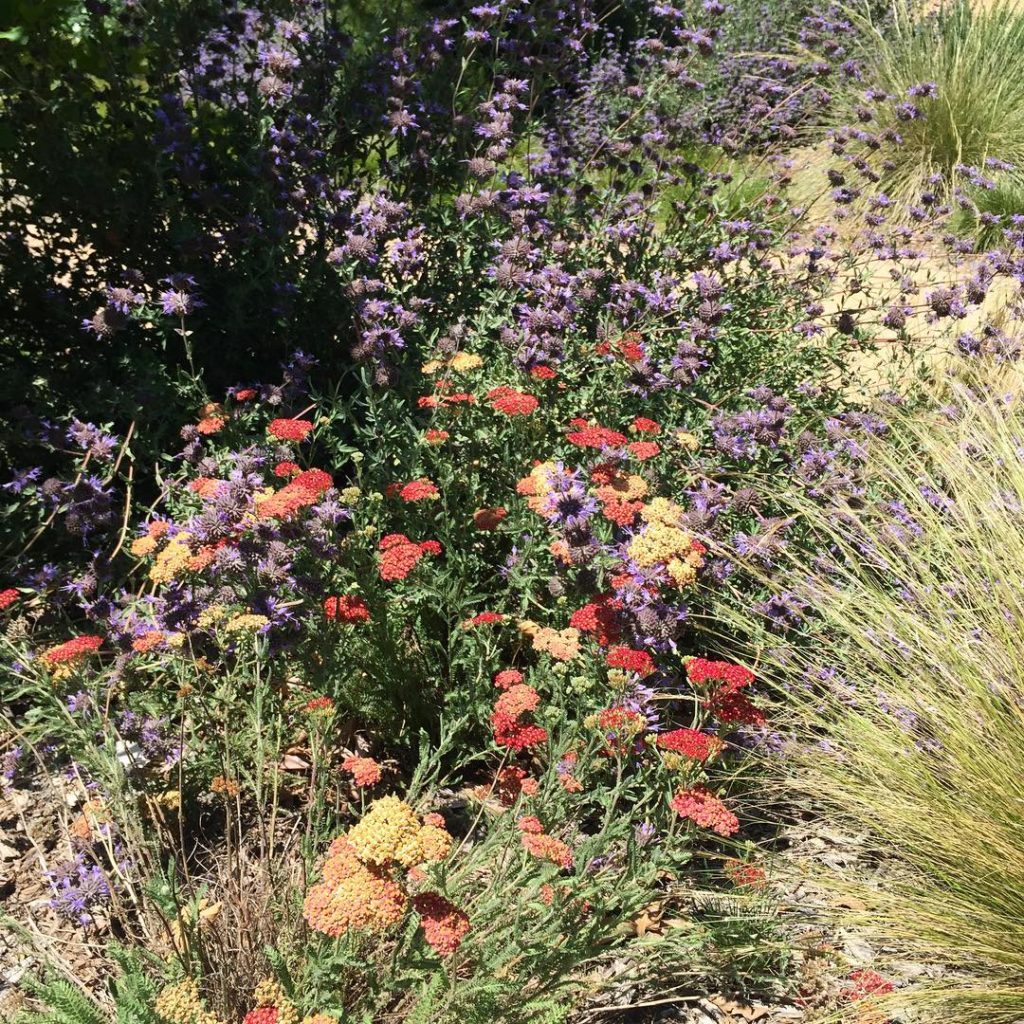 @gardendesignmag: Walking among gardens is the best way to start the day!
Stay up-to-date with Ga…