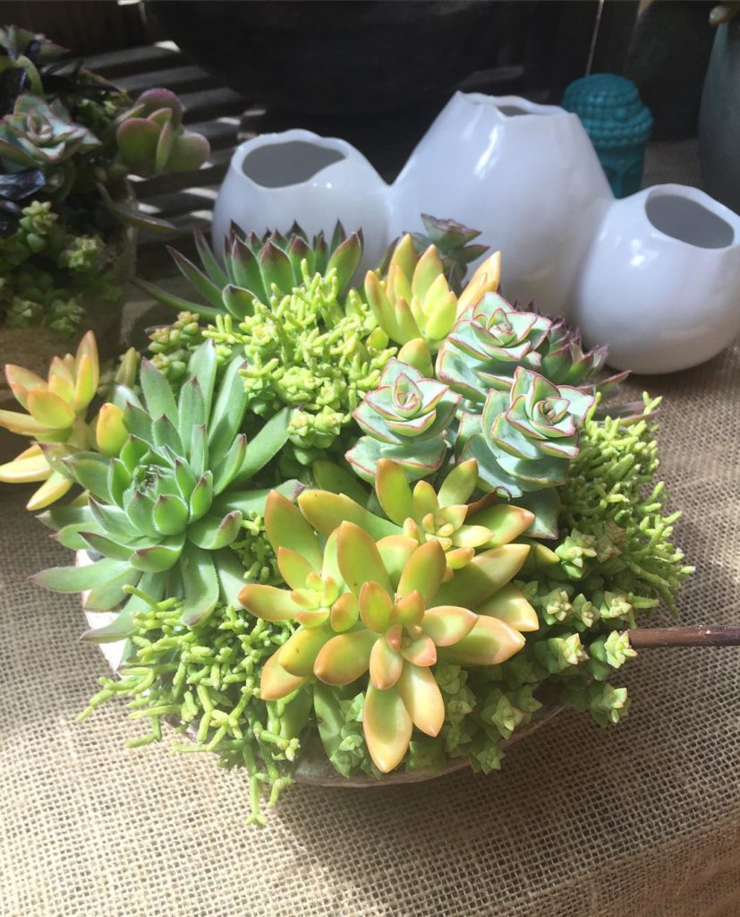 @gardendesignmag: What a sunny succulent display from @mollywoodgarden
Click on the link in bio …