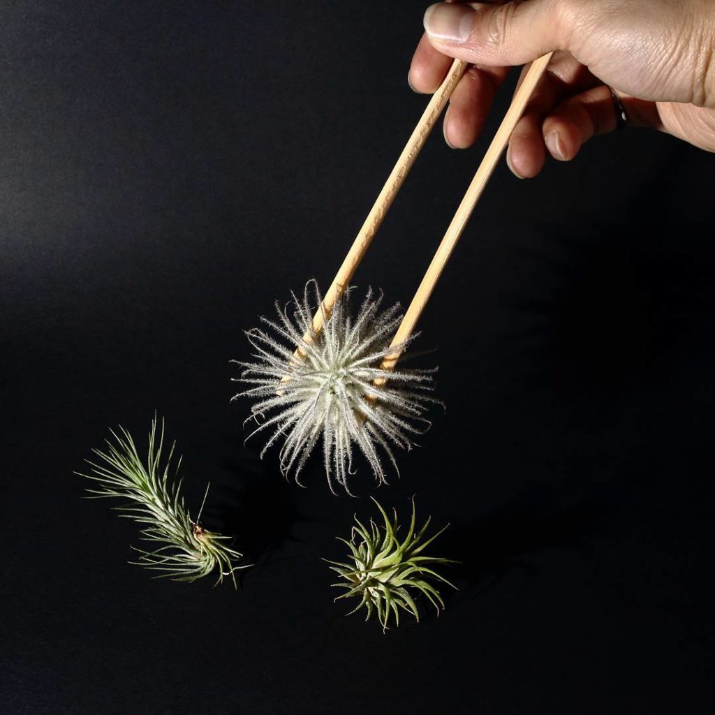 @houseplantjournal: I’d rather handle the Tillandsia tectorum with chopsticks; I think my fingers mi…