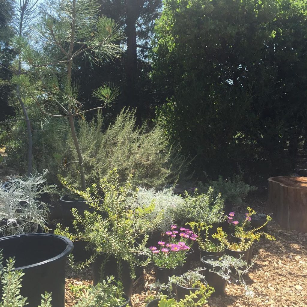 @gardendesignmag: Coastal Wonder” vignette at the @treeoflifenursery in #orangecounty 1 of 6 prese…