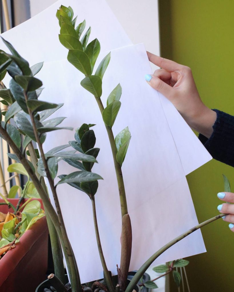 @houseplantjournal: ZZ Plant Growth Progression: behind the scenes – my business analyst intern, Bev…