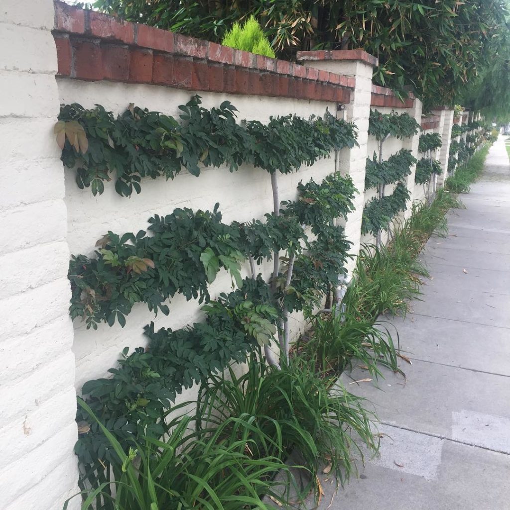 @gardendesignmag: Limited space? Espalier! Seen at @theshermangardens
Stay up-to-date with Garden…