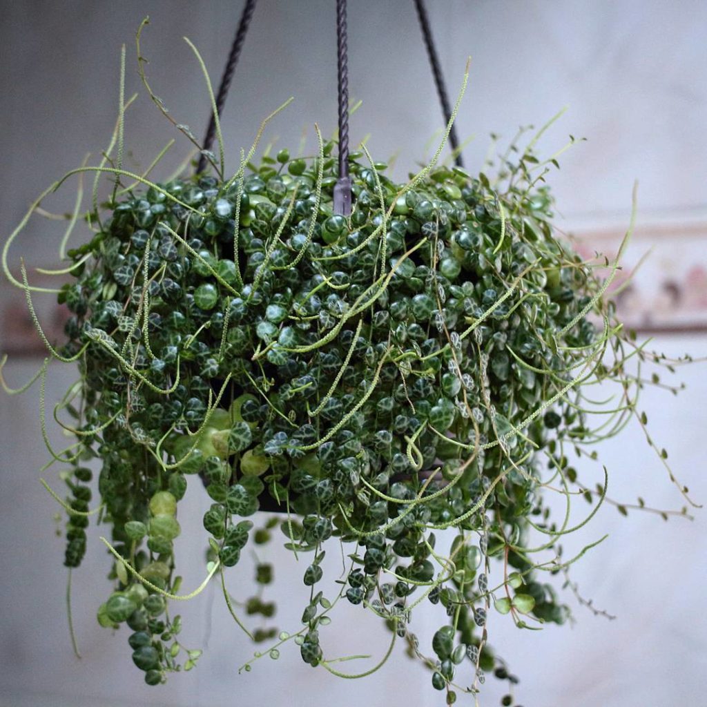@houseplantjournal: Peperomia prostrata – although your leaves are the smallest of the peperomia gen…