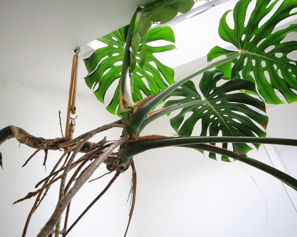 @houseplantjournal: More from my monstera pictures: Nikhil’s monstera is supported by a bungee cord …