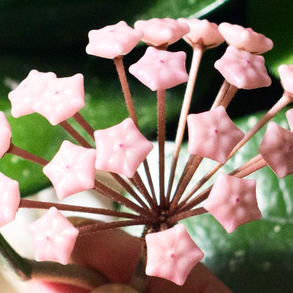@thehorticult: Happy Mother’s Day! The buds of the Hoya carnosa look like they were sculpted f…