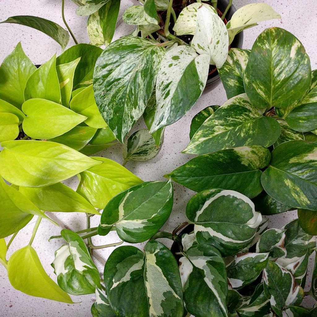 @houseplantjournal: The Pothos Fab Four: (clockwise from top) marble queen, golden, n’joy, neon #pot…