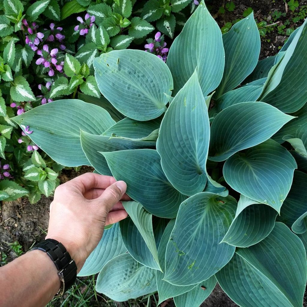 @houseplantjournal: After a cold spring here in Toronto, it’s nice to see my hostas fully opened. Wh…