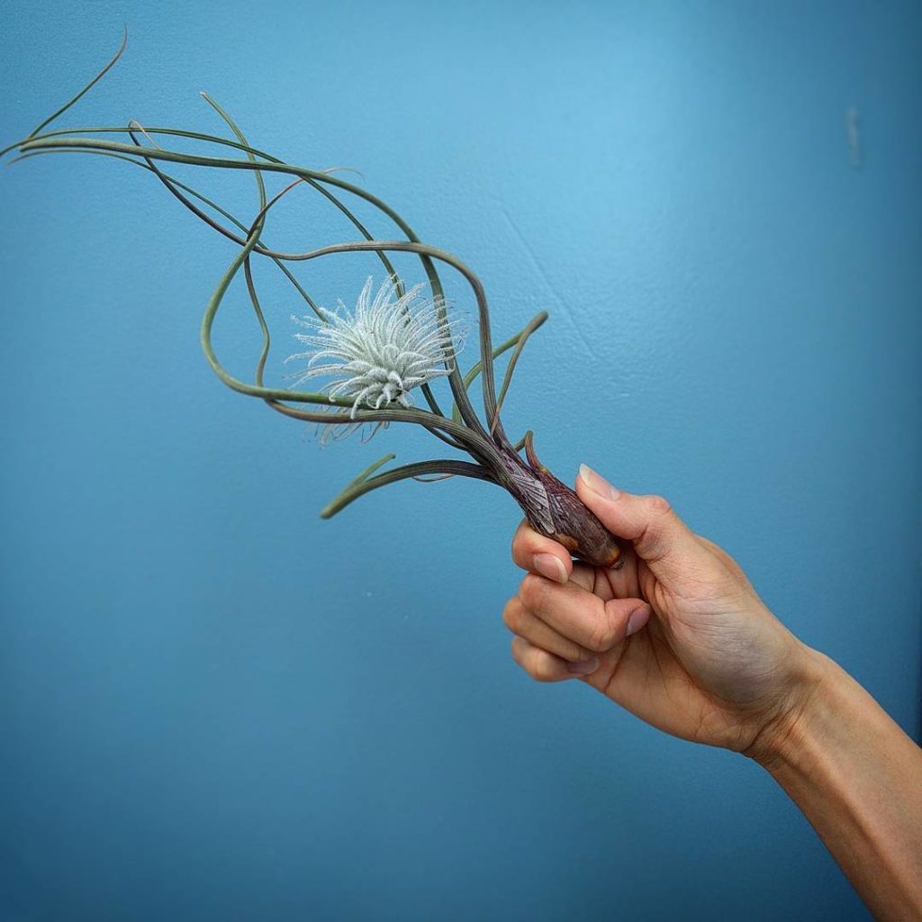 @houseplantjournal: @aleajoy asked what would my magic wand look like: mine would be the Tillandsia …