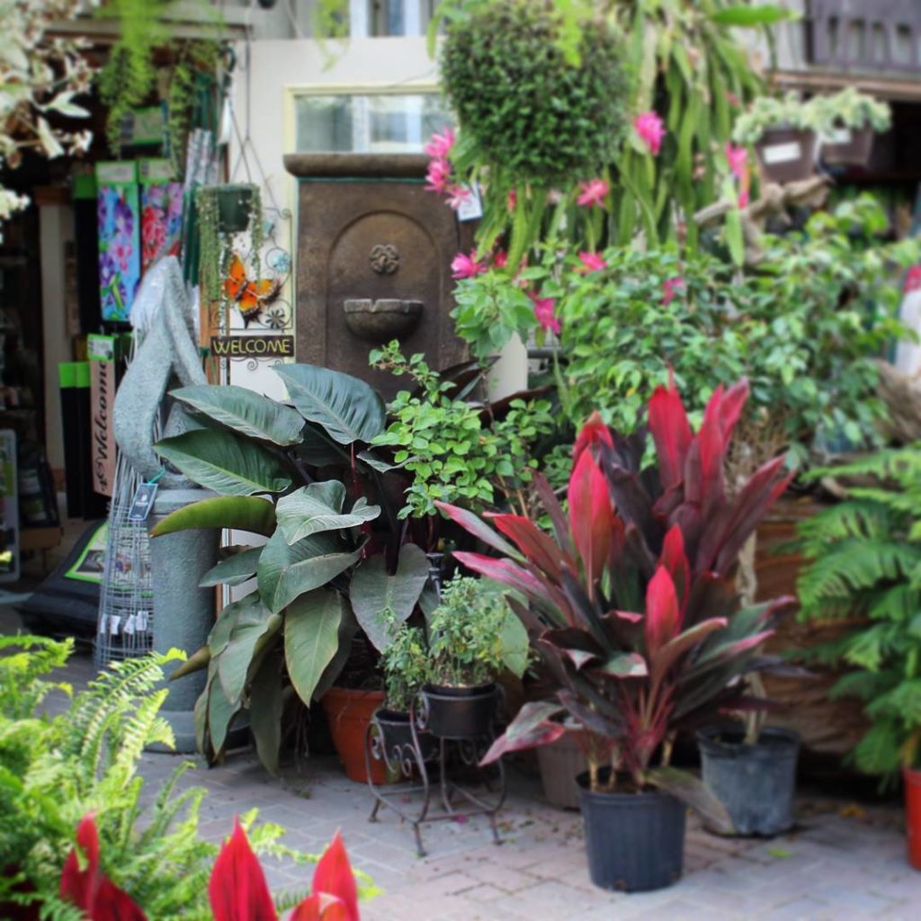 @houseplantjournal: (2/2) Here’s that Philodendron ‘rojo congo’ in context – look how big it is! #la…