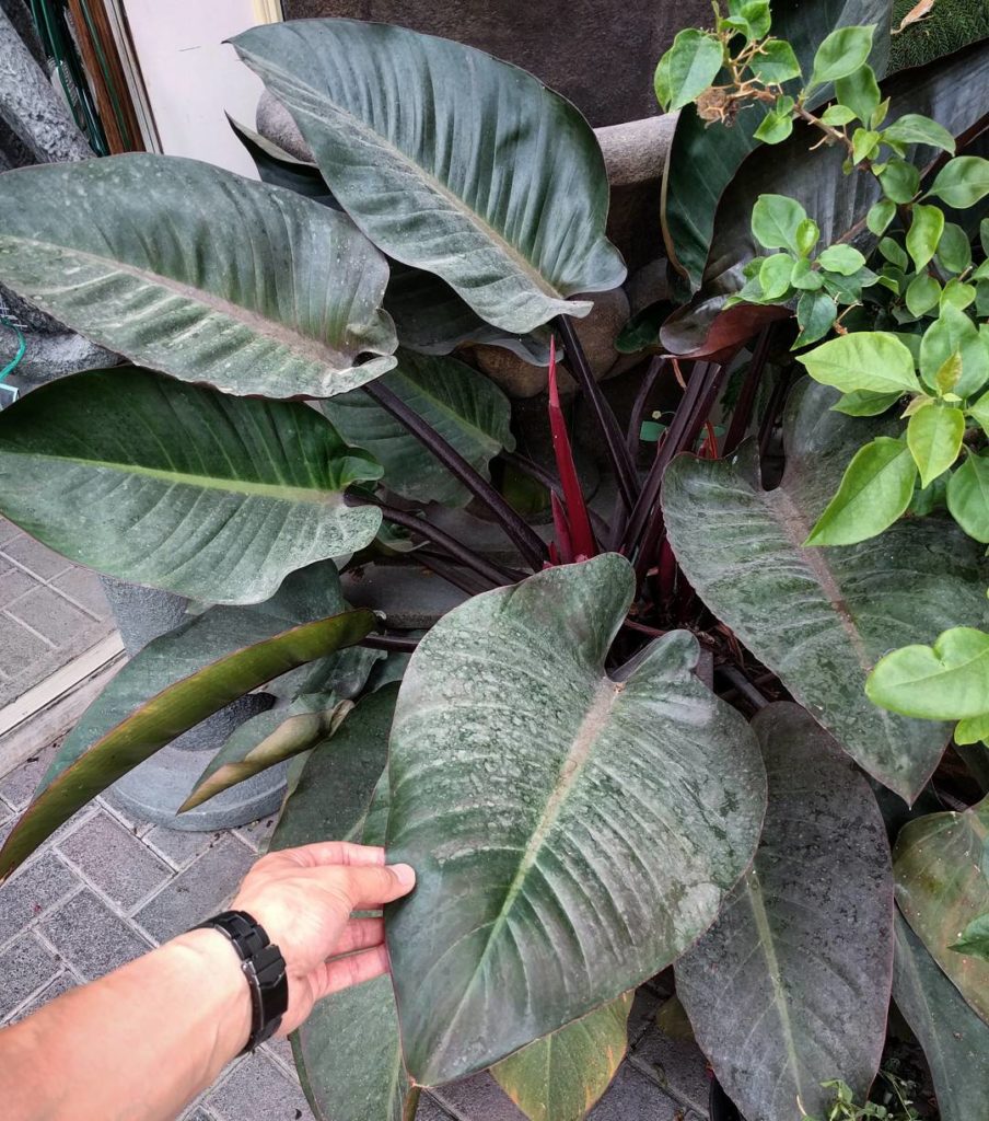 @houseplantjournal: (1/2) Nice to meet you, Philodendron ‘rojo congo’ – if you had a price tag, I’d …