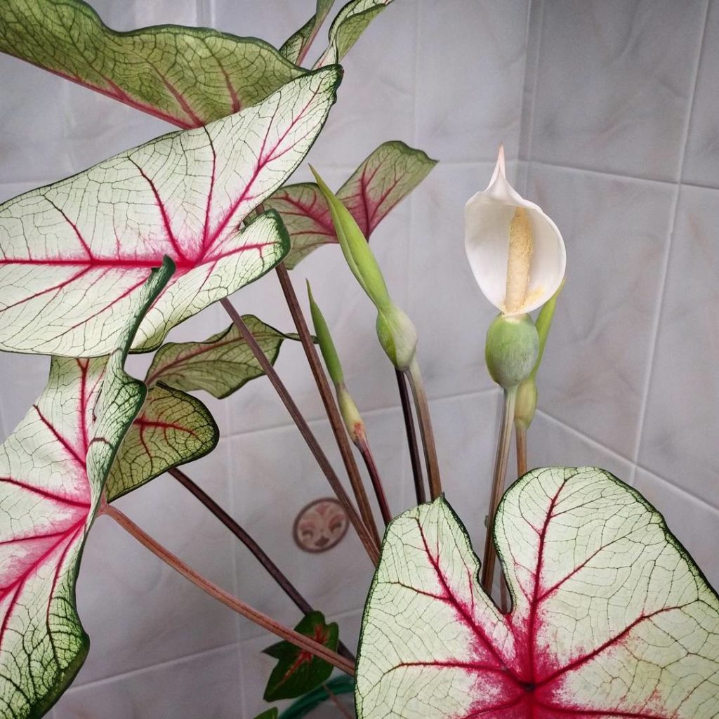@houseplantjournal: Hello, aroid flower! So simple and beautiful #aroid #caladium #houseplants #indo…